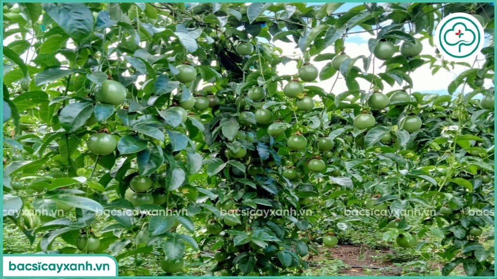 Tăng khả năng thụ phấn đậu trái cho chanh dây